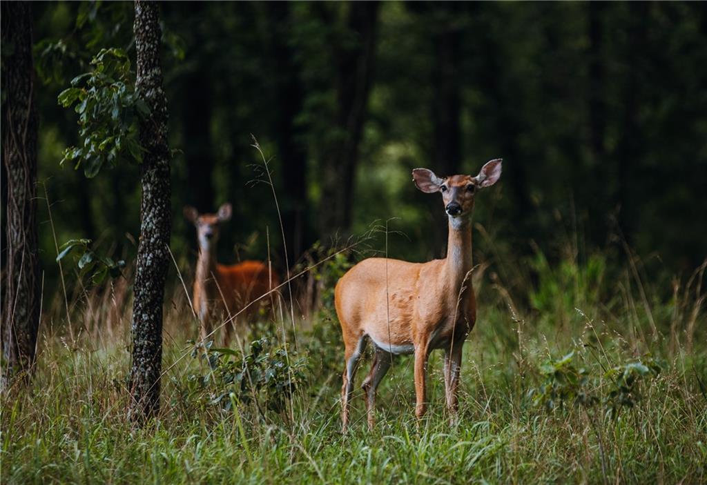 0 Knobby Creek Road Edwards, MO 65326 - Photo 9 of 63