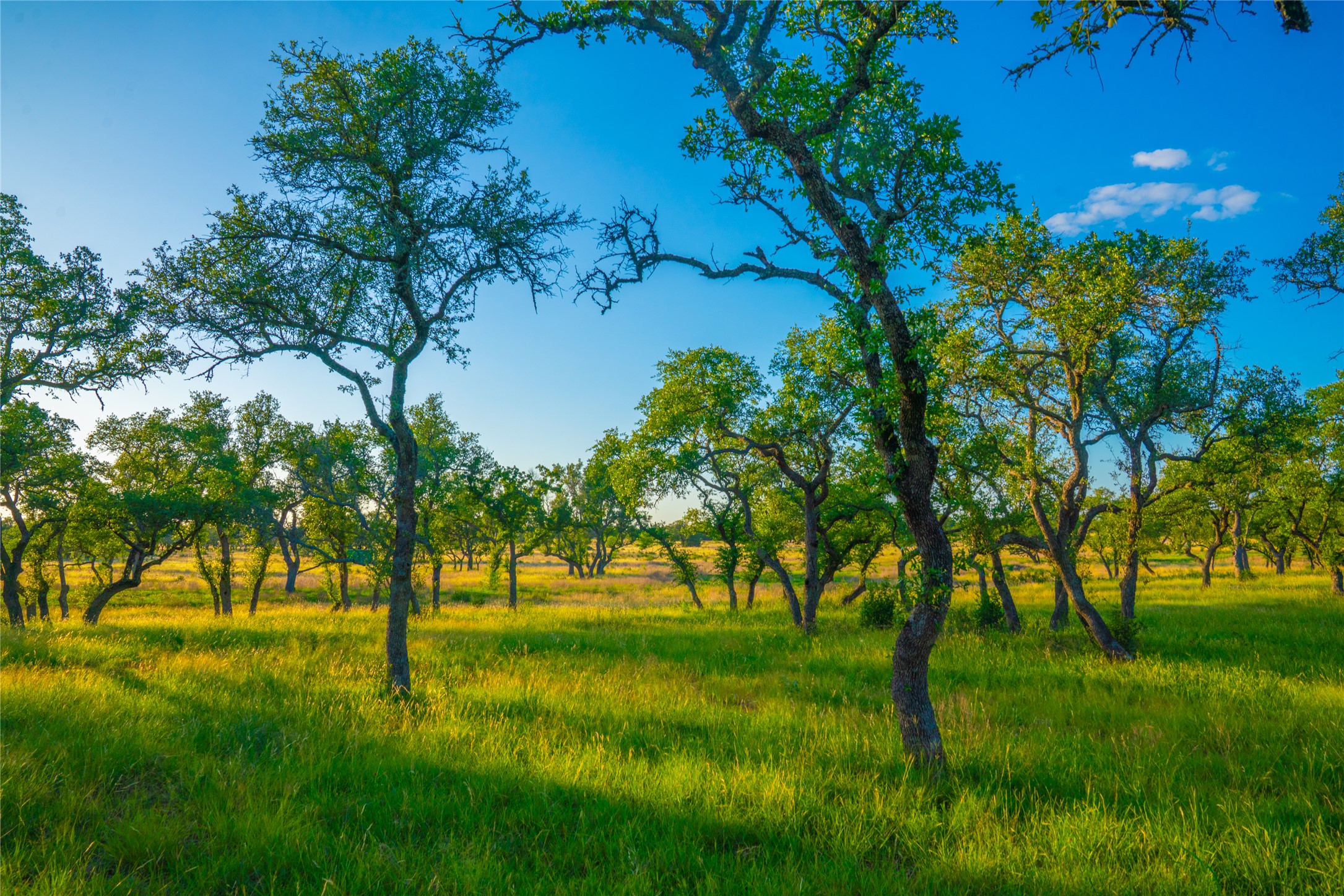 0 Creekside Ranch Johnson City, TX 78636 - Photo 12 of 14 A verdant field of mature trees, offering tranquil views under an azure sky.