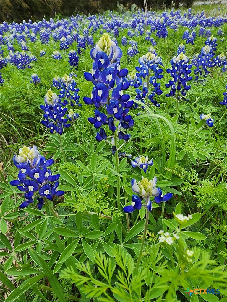 370 County Road 3106 Kempner, TX 76539 - Photo 29 of 34 a view of a flower