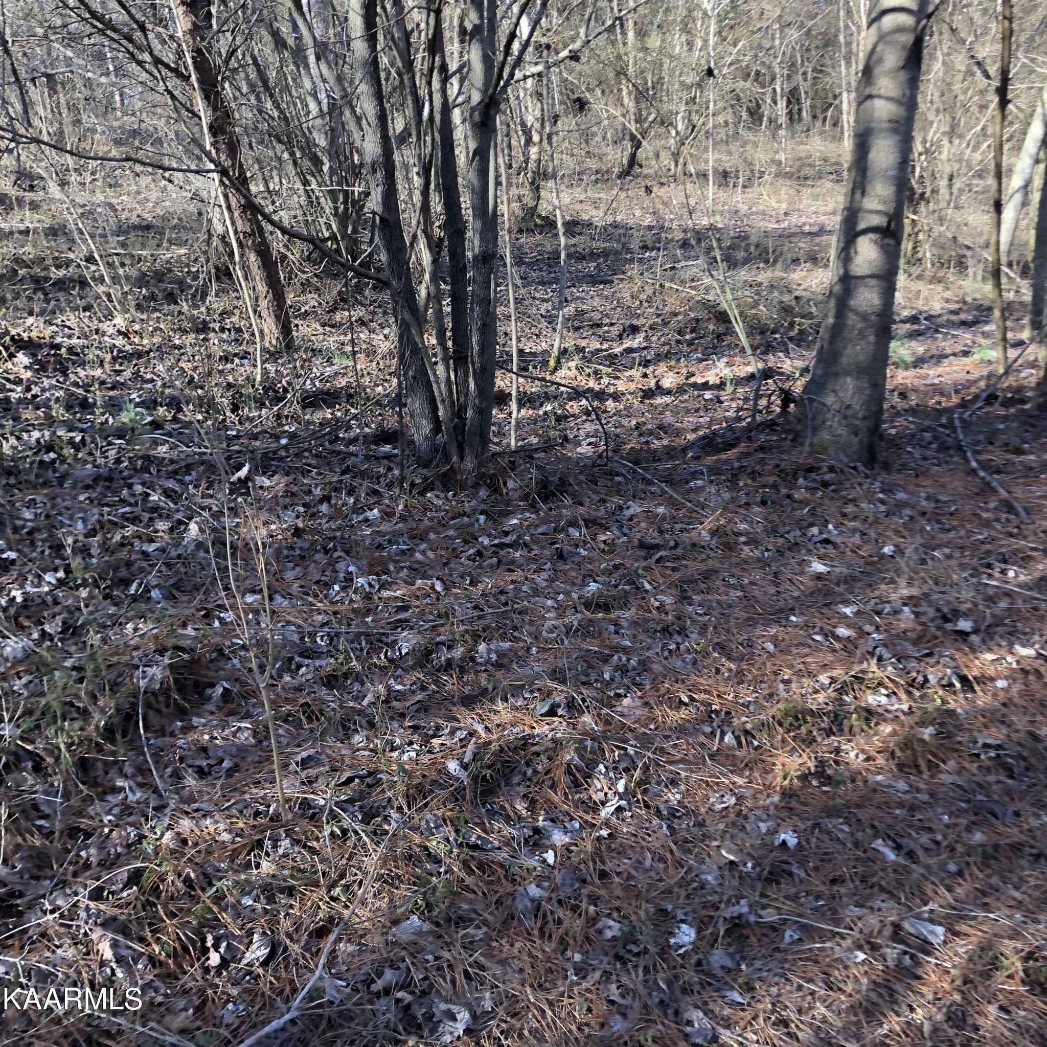 0 Liberality Road Madisonville, TN 37354 - Photo 6 of 9