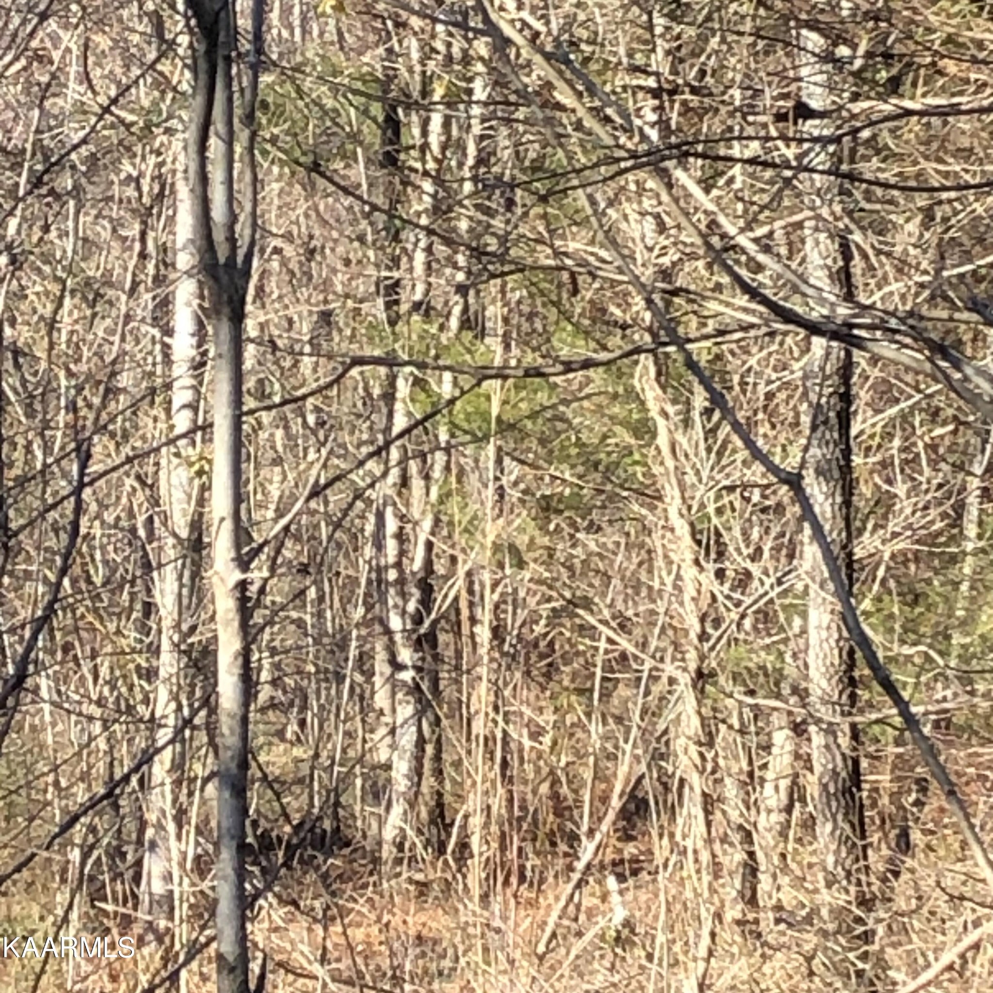 0 Liberality Road Madisonville, TN 37354 - Photo 8 of 9