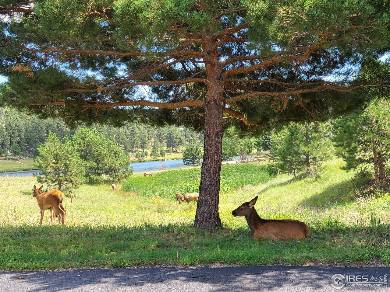 1933 Interlocken Drive Evergreen, CO 80439 - Photo 24 of 40 You will love the neighbors!