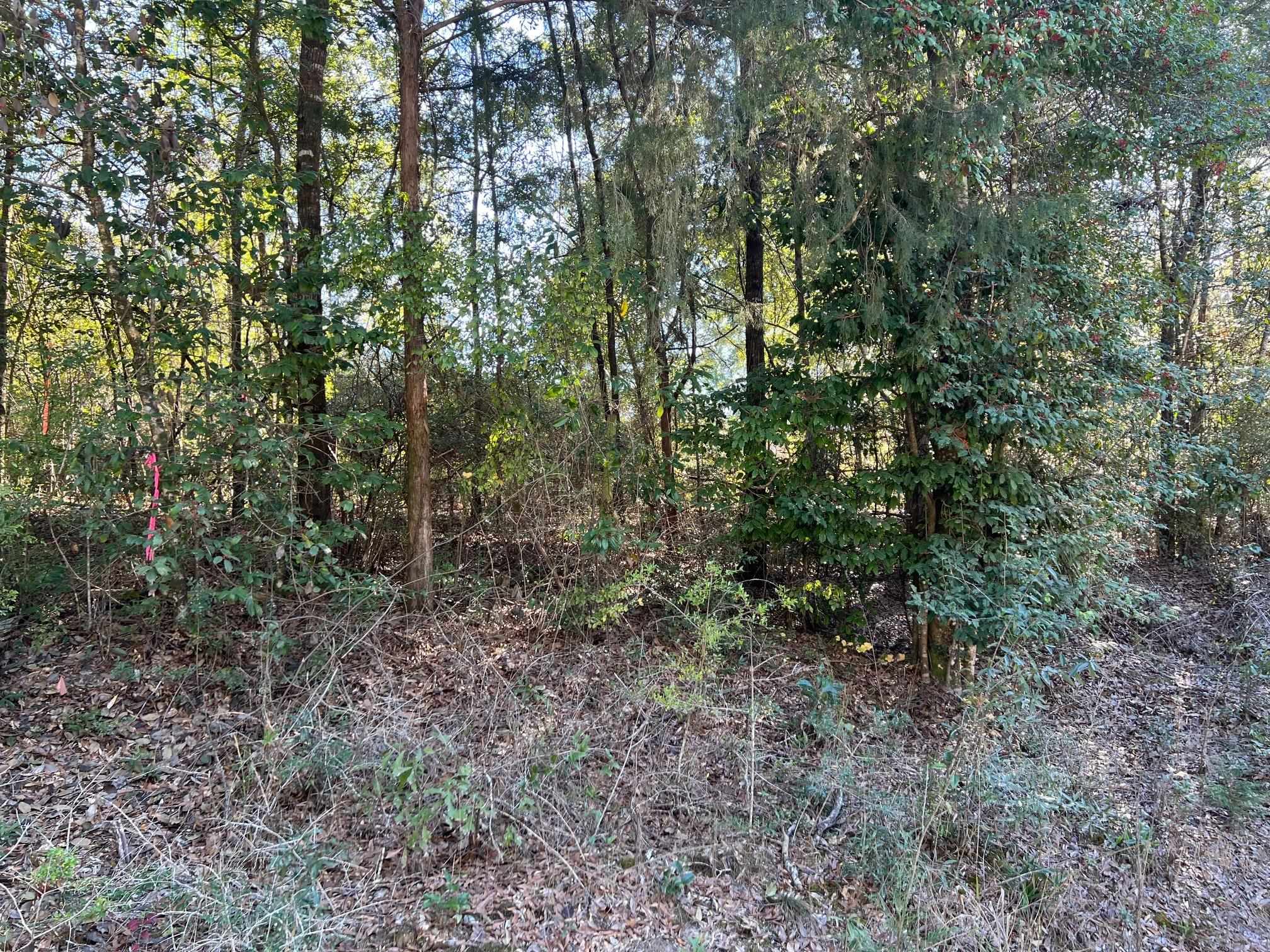 0 Beda Road Wing, AL 36483 - Photo 3 of 8 Gallery Image 3