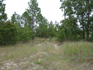 Lot 6 State Park Road Windsor, SC 29856 - Photo 1 of 1