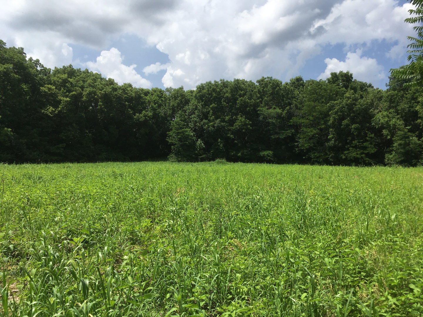 2335 West Southmor Road Morris, IL 60450 - Photo 2 of 6 a view of field with green space