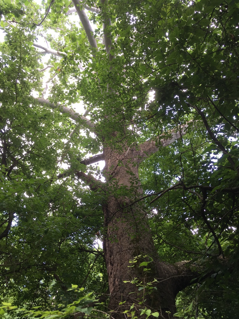 2335 West Southmor Road Morris, IL 60450 - Photo 3 of 6 a view of tree