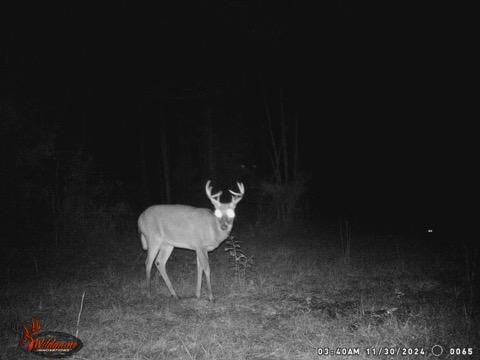 4739 Wallace Buie Road Columbia, AL 36319 - Photo 43 of 54