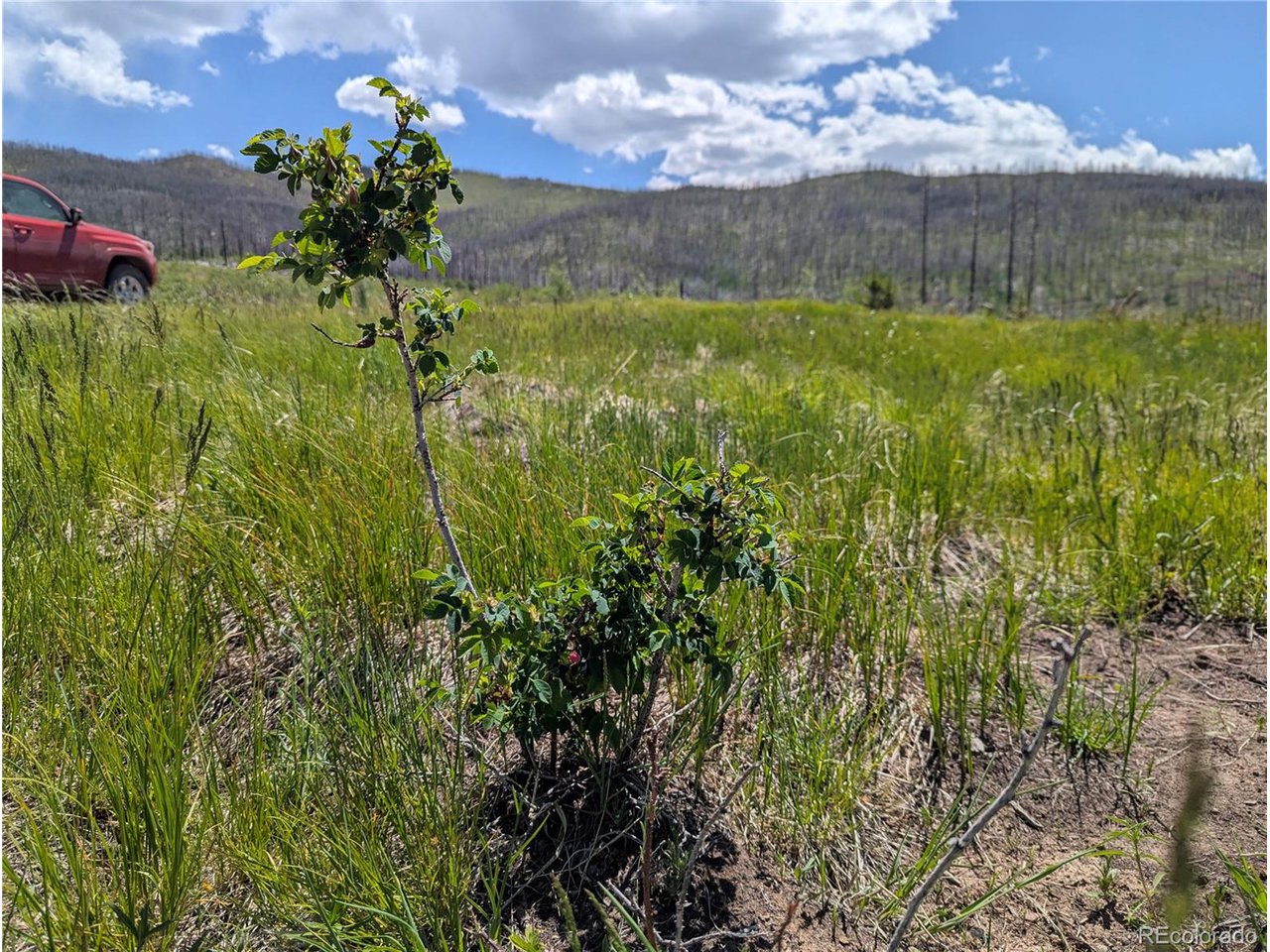904 Forbes Park Road Fort Garland, CO 81133 - Photo 9 of 16 a view of a garden with a lake