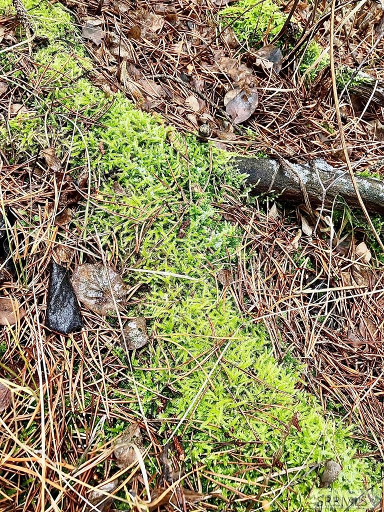 4402 Granite Ridge North Ashton, ID 83420 - Photo 16 of 19