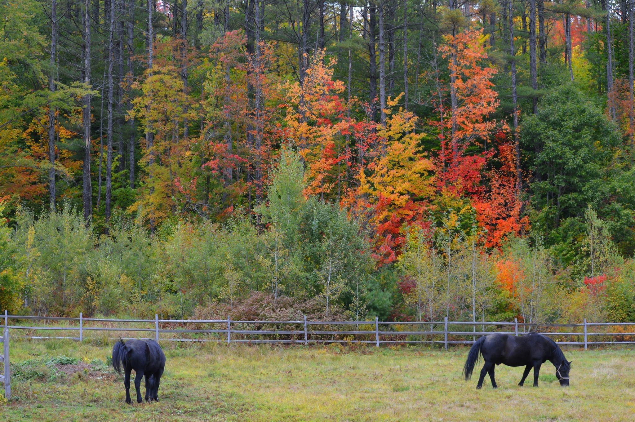 122 Andover Road Rumford, ME 04276 - Photo 38 of 41 Horses Autum