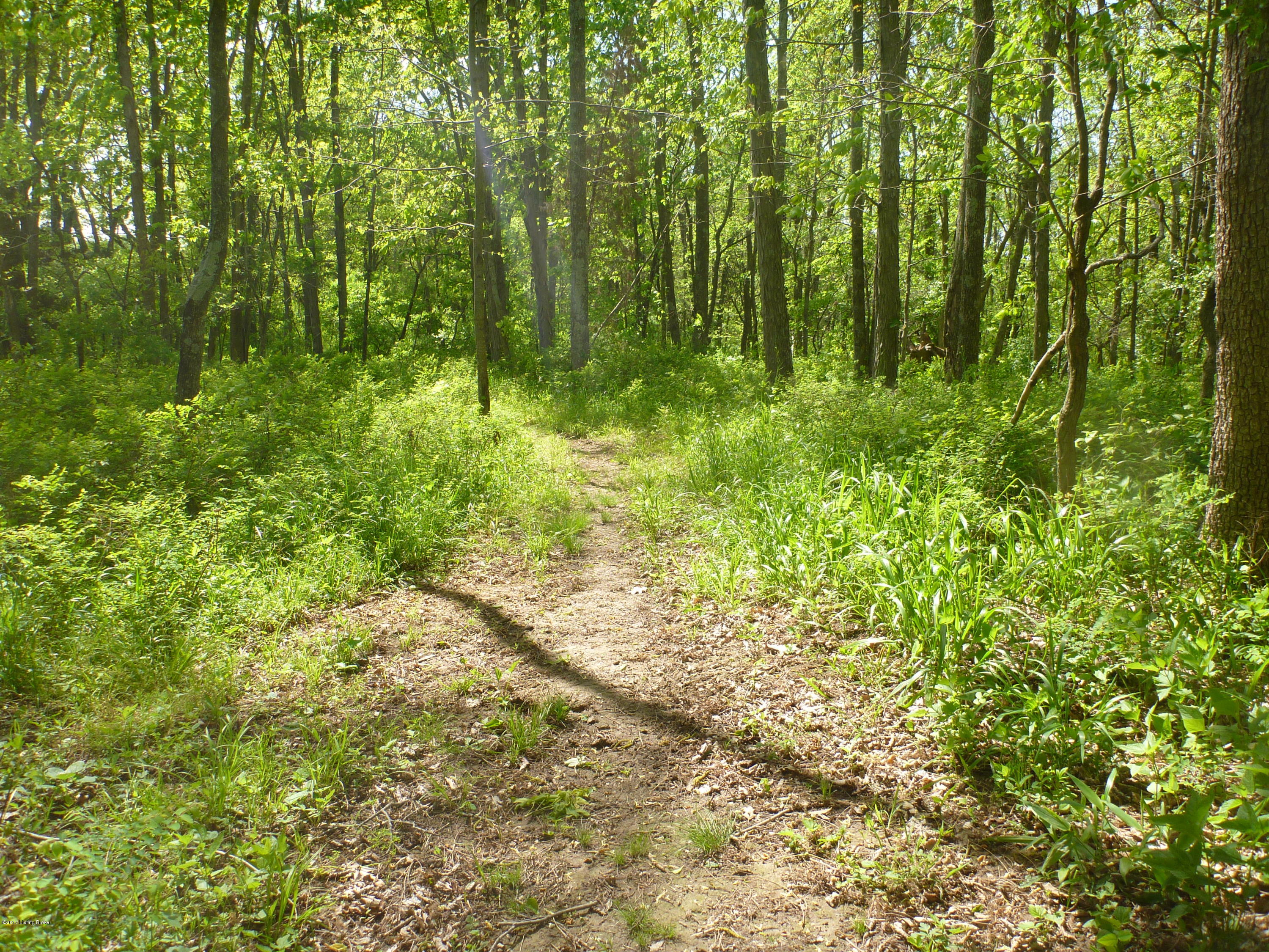 998 Webb Town Road Pendleton, KY 40055 - Photo 17 of 19 Wooded areas with private trails on property.