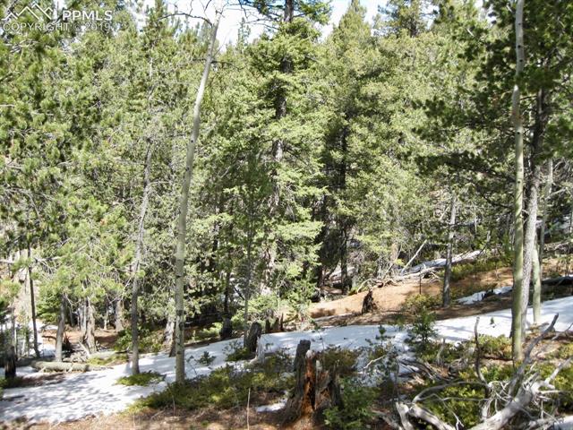 659 Paradiso Road Divide, CO 80814 - Photo 9 of 13