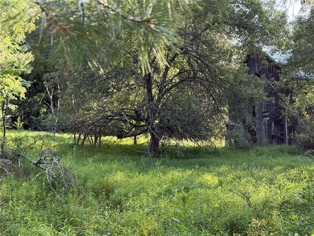 730 Ridge Road Shickshinny, PA 18655 - Photo 19 of 44 A secluded plot offers a rustic barn nestled amidst lush, overgrown foliage.