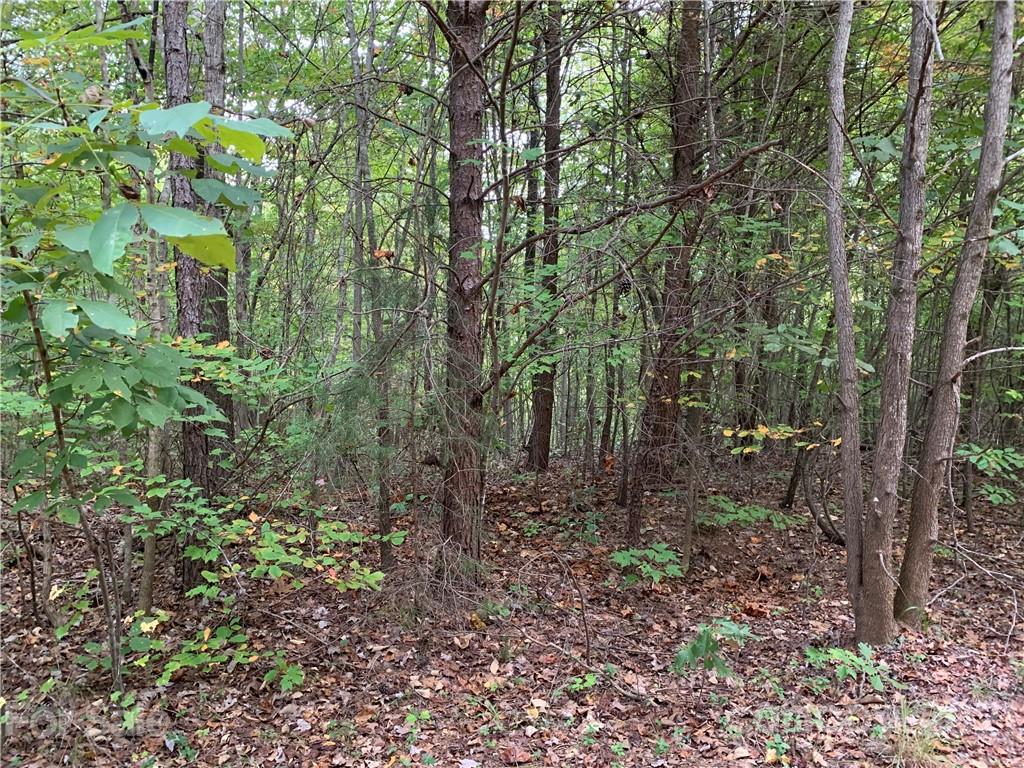 9400 Phelps Road Mount Pleasant, NC 28124 - Photo 4 of 6 a view of a forest that has large trees