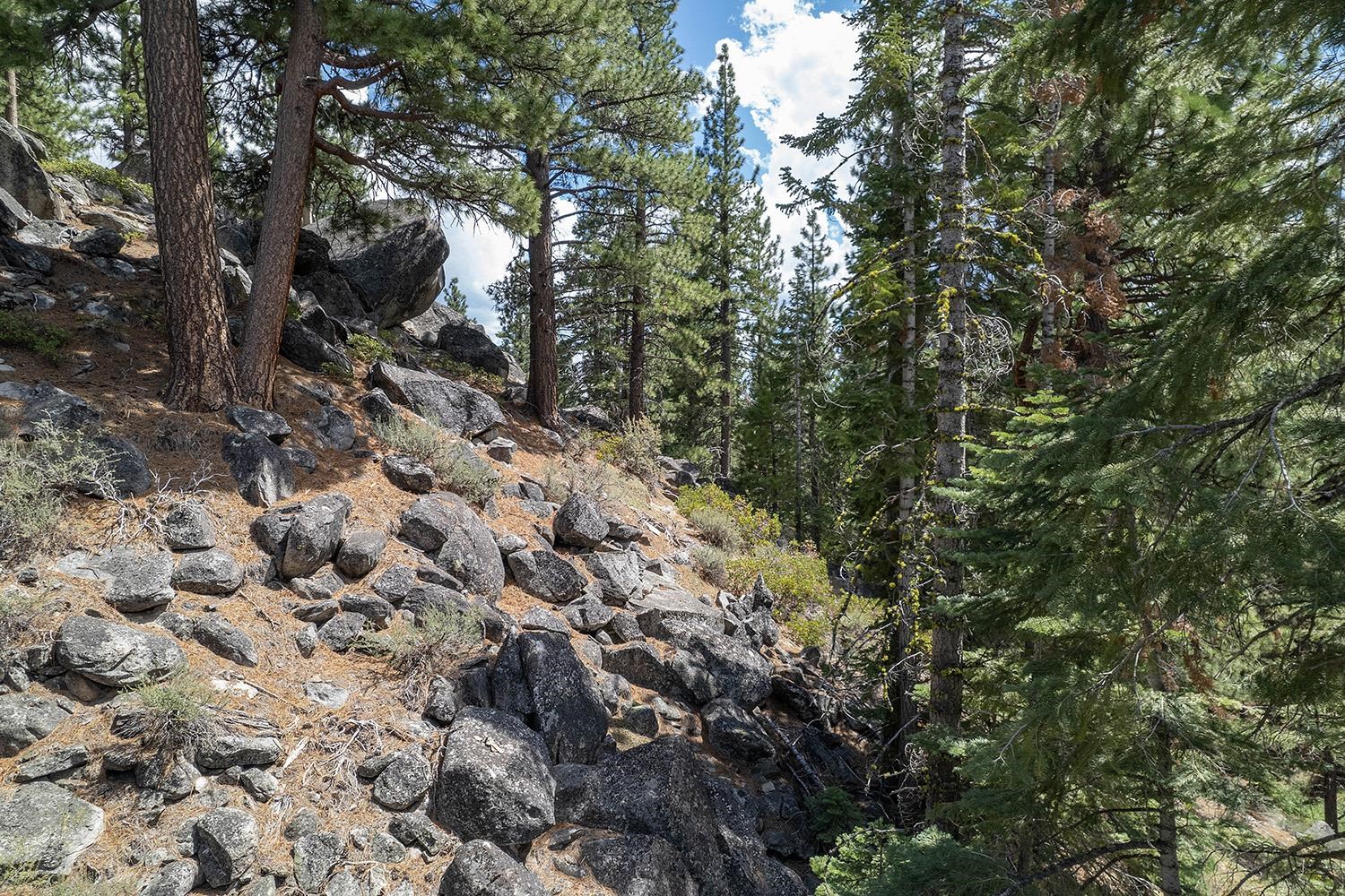 99 Catfish Lane Calpine, CA 96124 - Photo 16 of 21 a view of a forest with lots of trees