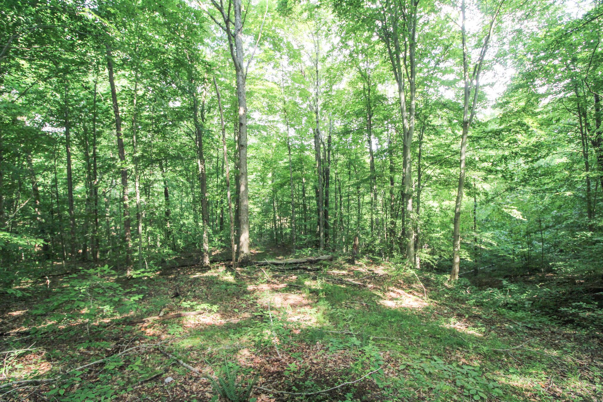 0 Dietrick Hill Road Philo, OH 43771 - Photo 22 of 25 IMG_4909