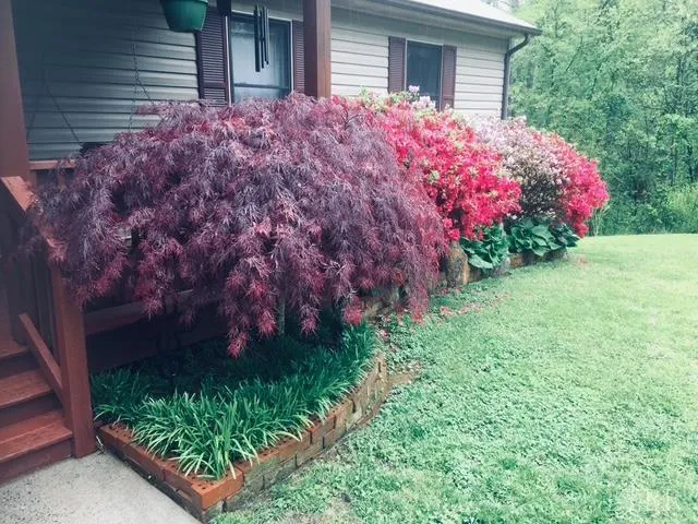 a front view of house with yard and flowers