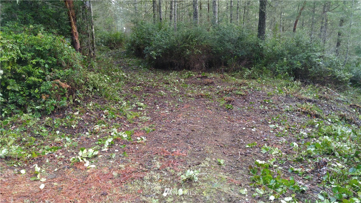 3-acres East Thomas Road Grapeview, WA 98546 - Photo 1 of 9 Gallery Image 1