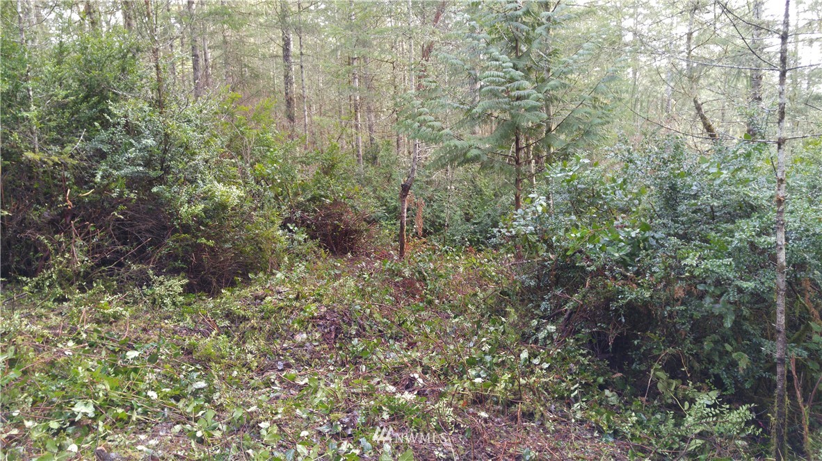 3-acres East Thomas Road Grapeview, WA 98546 - Photo 2 of 9 Gallery Image 2