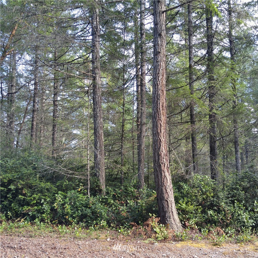 3-acres East Thomas Road Grapeview, WA 98546 - Photo 7 of 9 Gallery Image 7