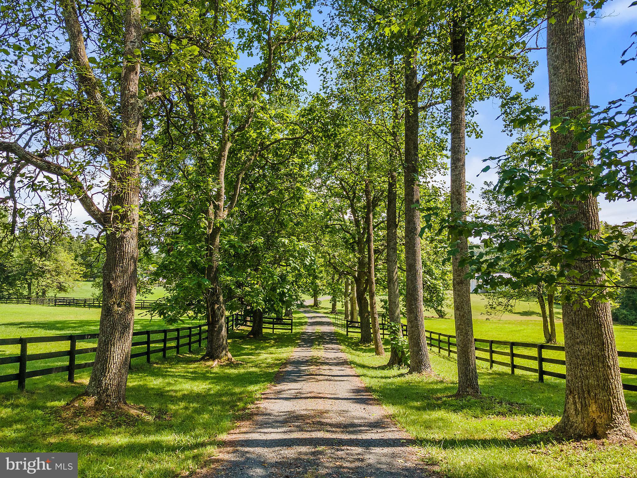 9045 Springs Road Warrenton, VA 20186 - Photo 2 of 50 Tree-lined drive into property