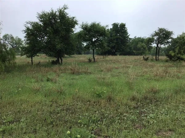 a ground with lots of tall trees
