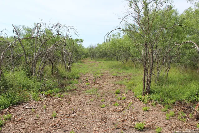a big yard with lots of green space and plants