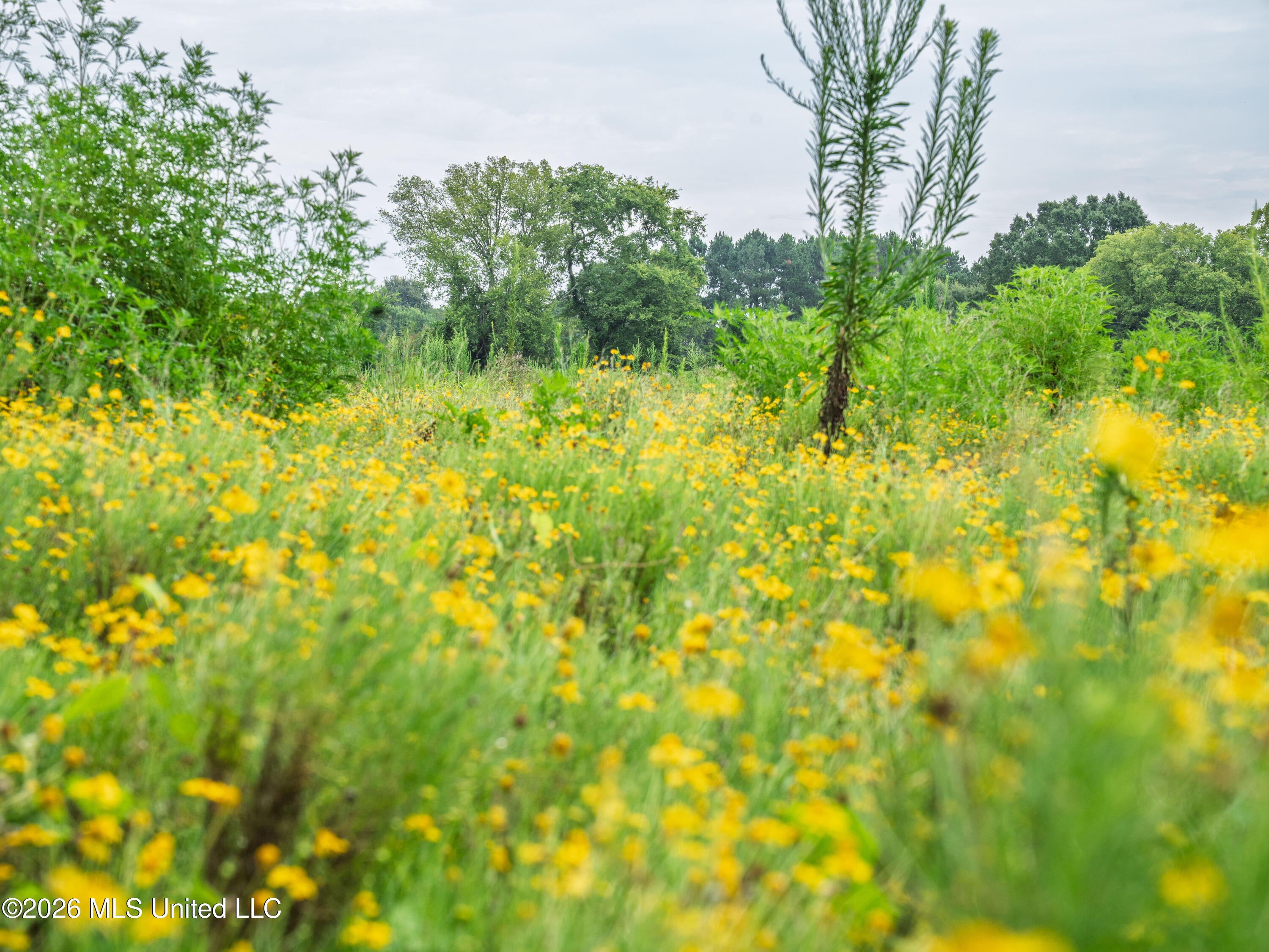 Spring Street Taylorsville, MS 39168 - Photo 8 of 57 A7404255