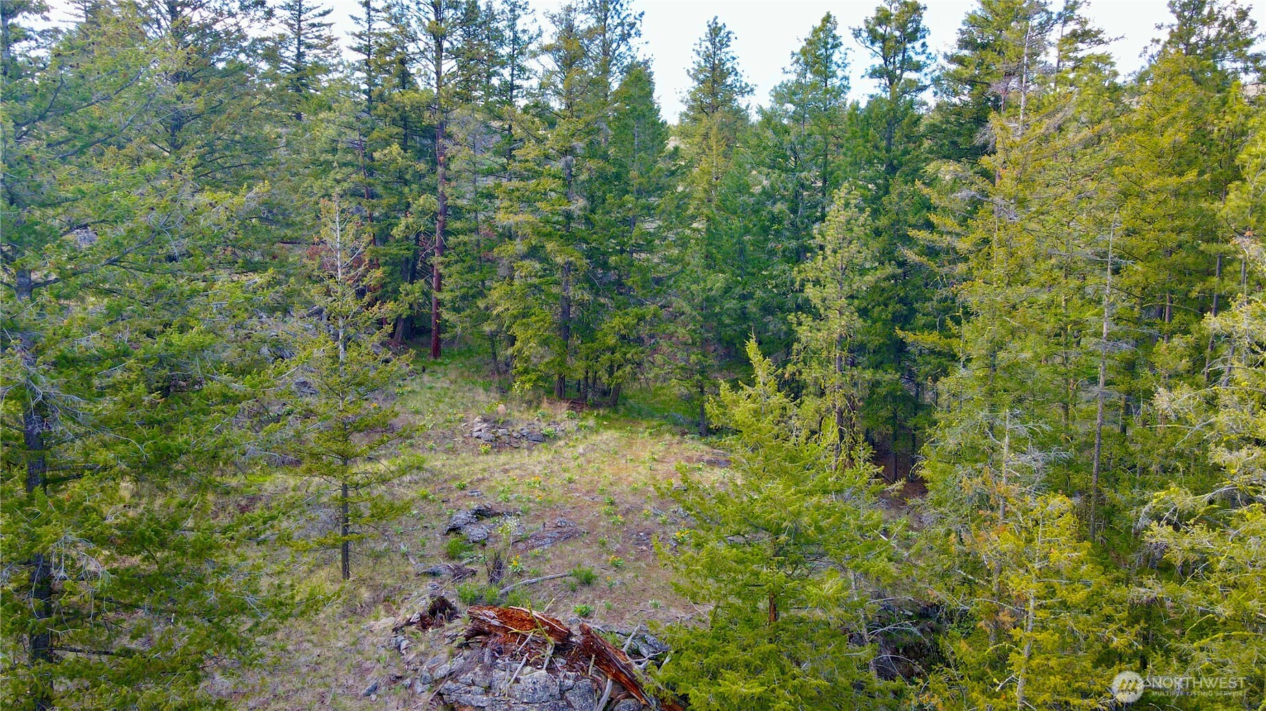 -tbd Blue Grouse Road Oroville, WA 98844 - Photo 26 of 31 a view of a forest with lots of trees