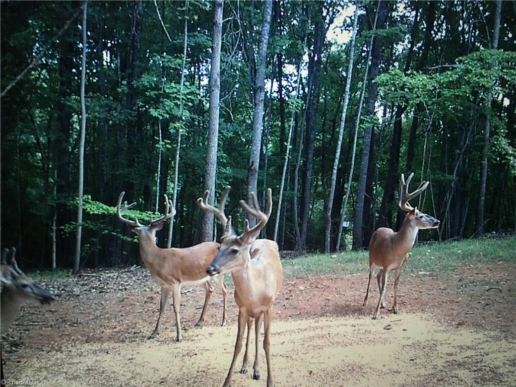 294 Mitchell Road Reidsville, NC 27320 - Photo 29 of 29 Plenty of deer, turkey and other wildlife living on this property