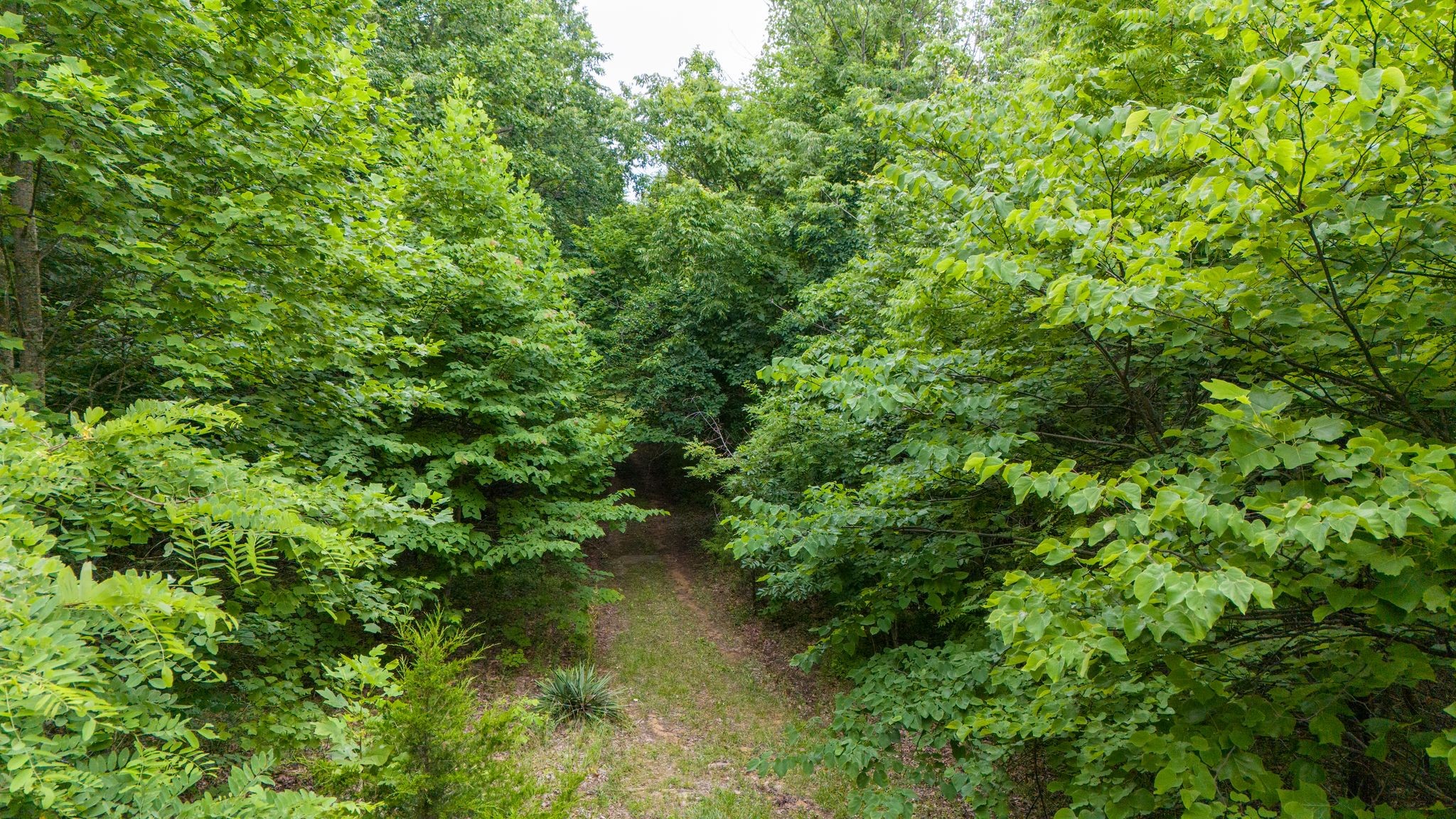 0 Eagle Cliff Road Monteagle, TN 37356 - Photo 11 of 26