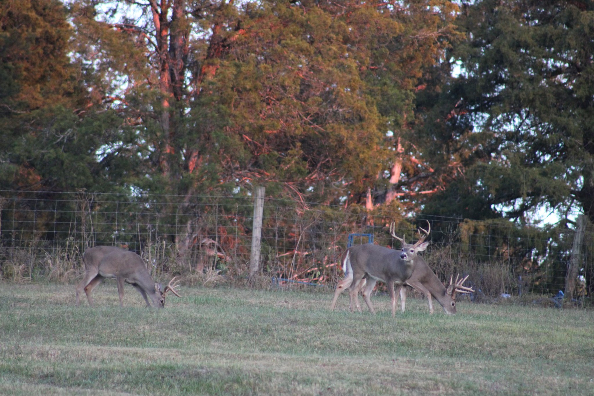 480 William Whitworth Road Pulaski, TN 38478 - Photo 47 of 47 Gallery Image 47