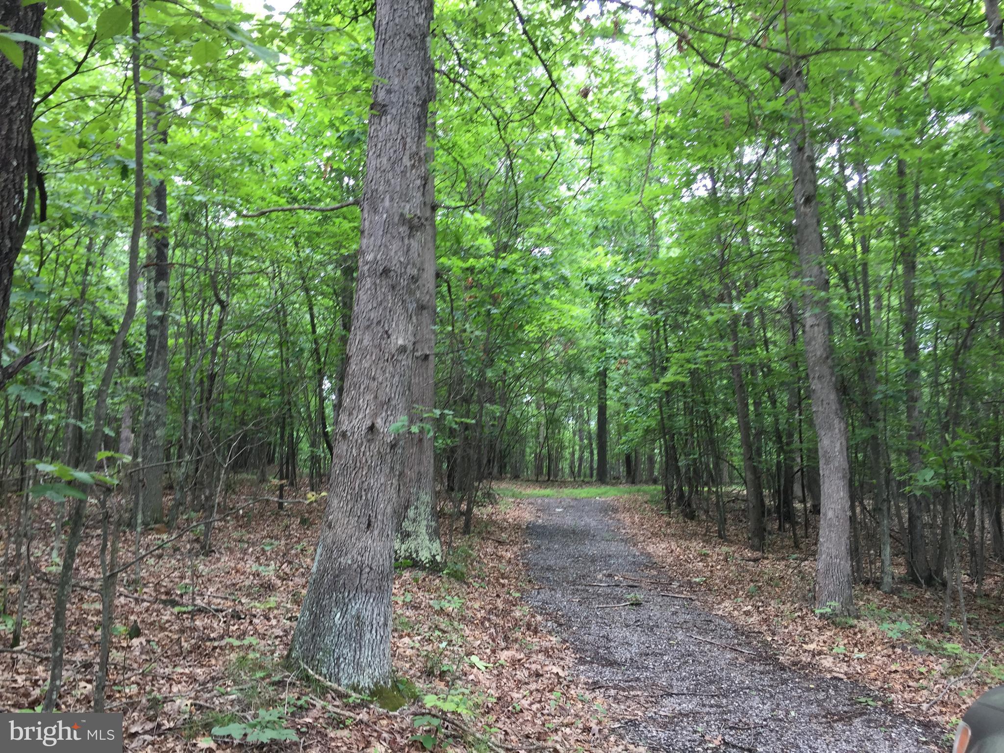 Spohrs Road Berkeley Springs, WV 25411 - Photo 12 of 19 a view of a forest