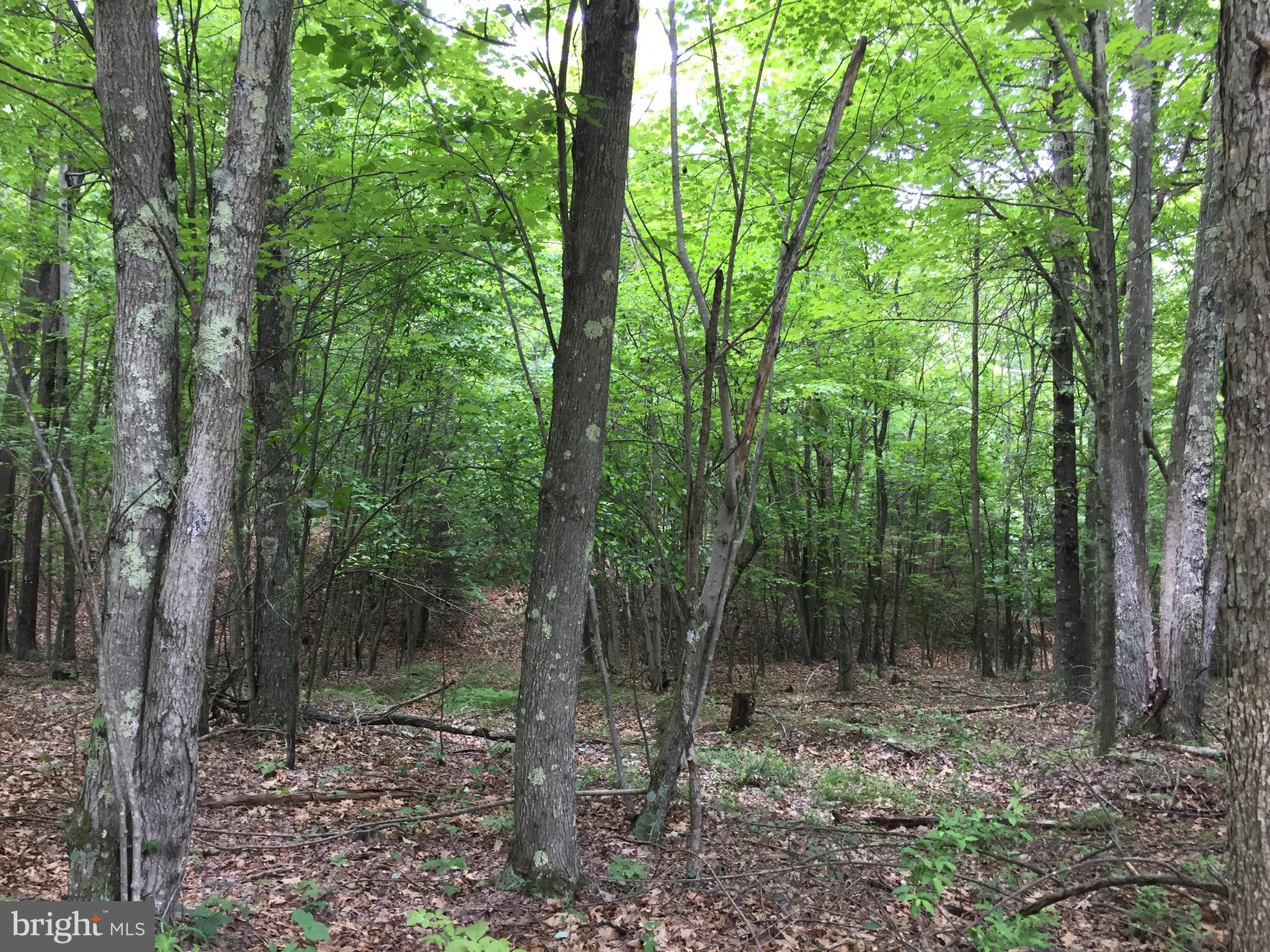 Spohrs Road Berkeley Springs, WV 25411 - Photo 15 of 19 a view of a forest that has large trees