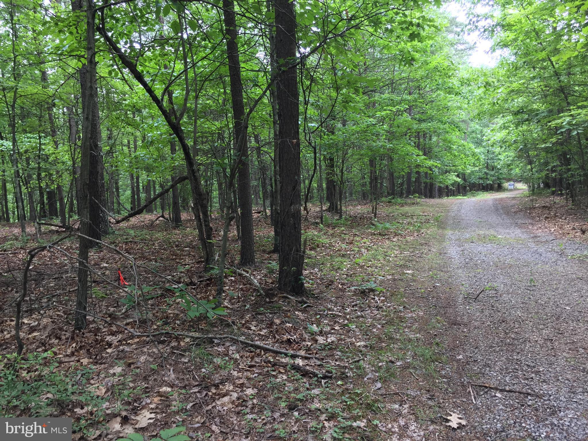 Spohrs Road Berkeley Springs, WV 25411 - Photo 18 of 19 a view of a forest with trees in the background