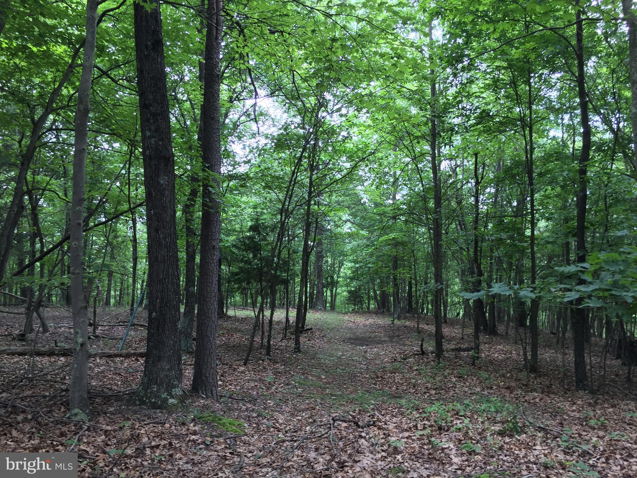 Spohrs Road Berkeley Springs, WV 25411 - Photo 10 of 19 a view of a forest