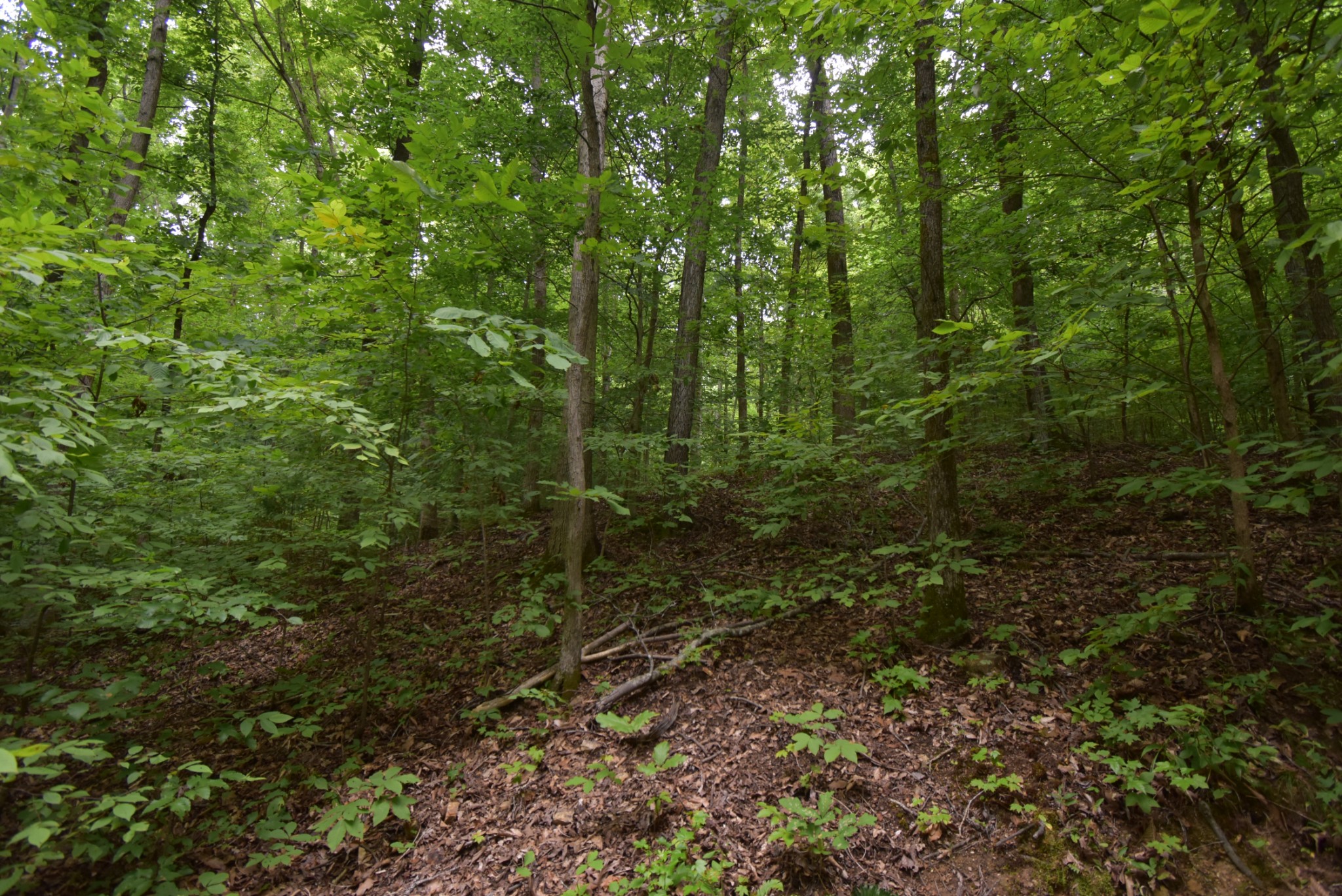 789 Wilsdorf Road Linden, TN 37096 - Photo 3 of 8 Gallery Image 3