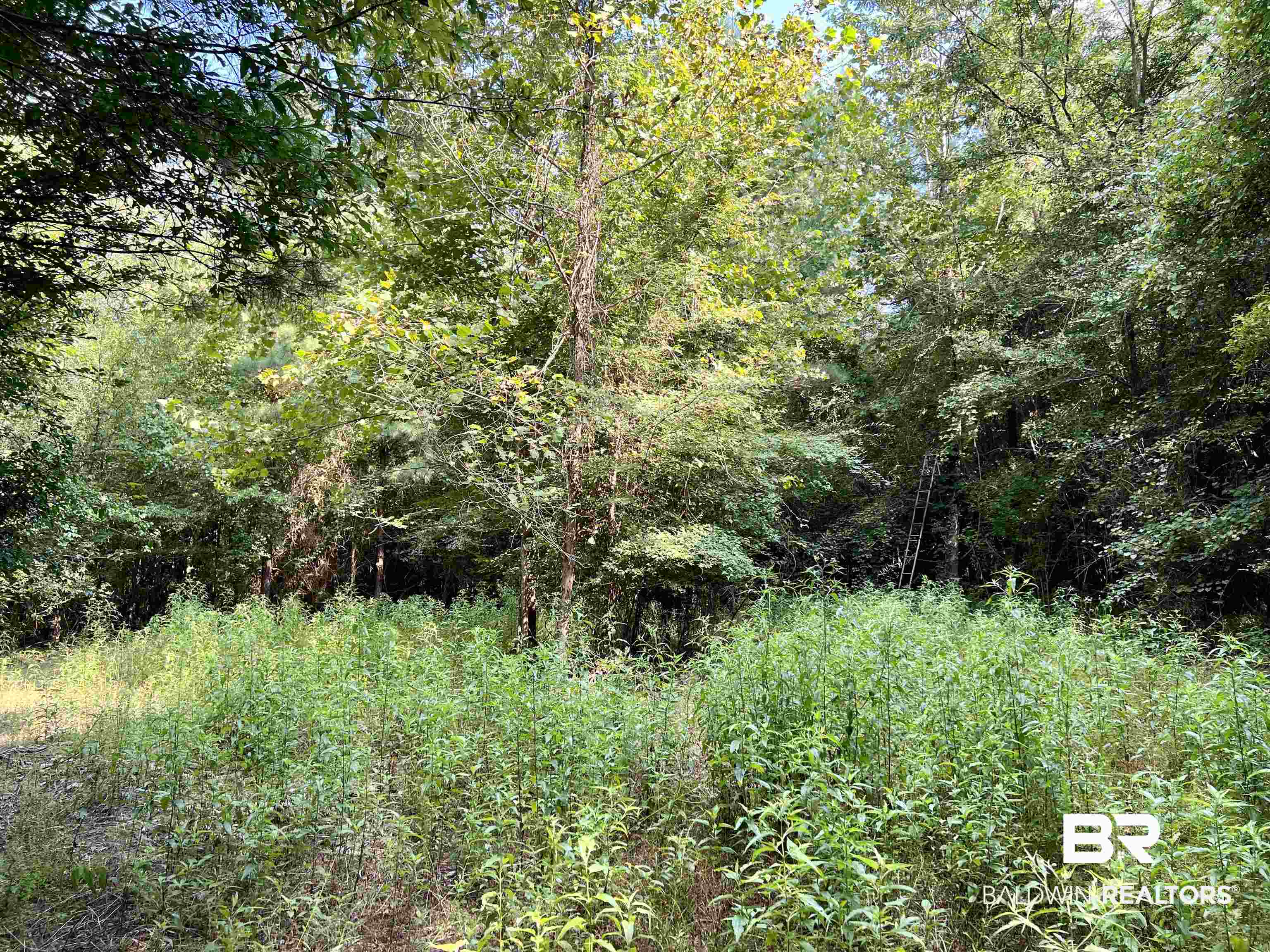 0 County Road 11 Repton, AL 36475 - Photo 13 of 34