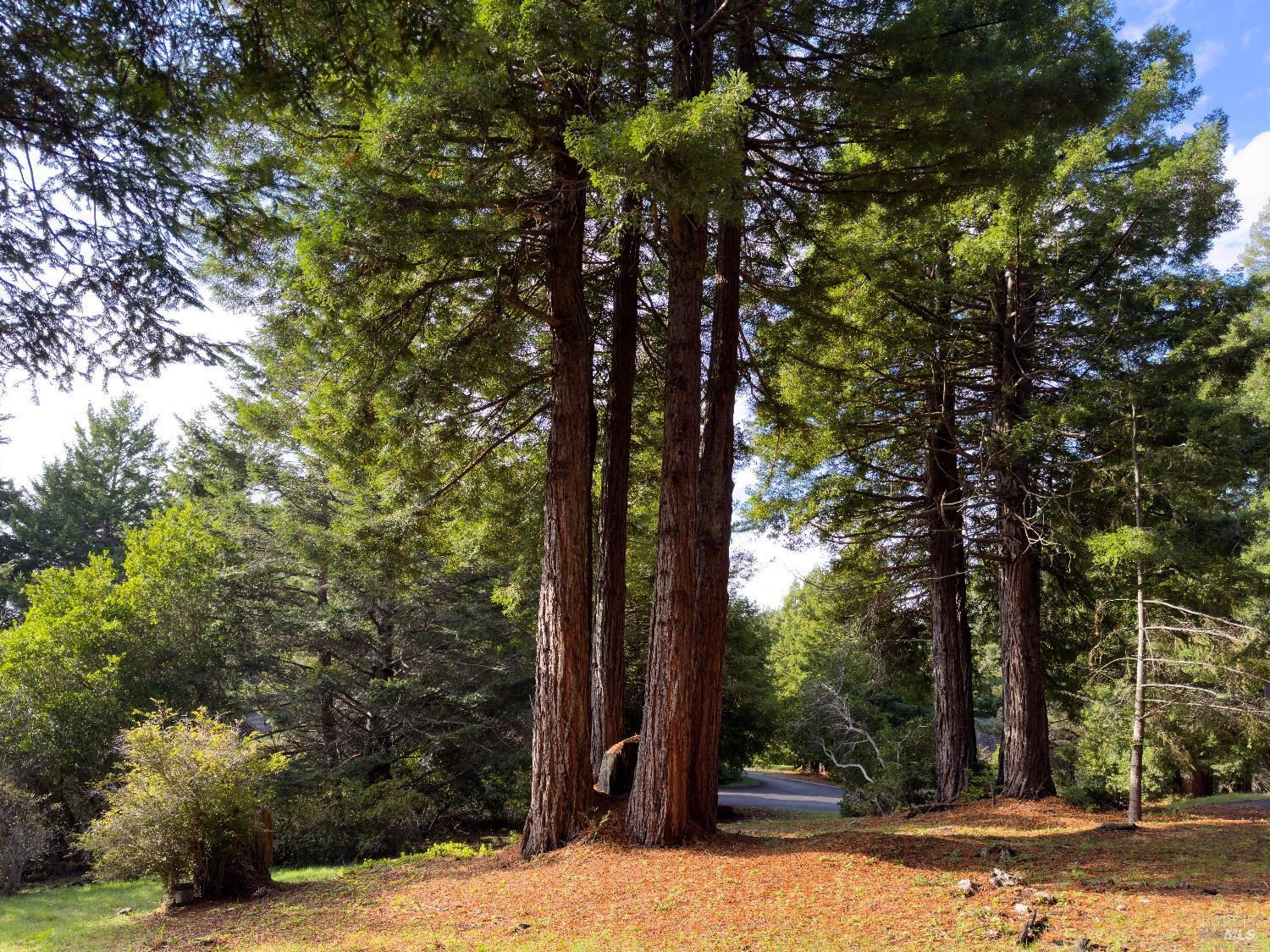 a view of a yard with plants and trees