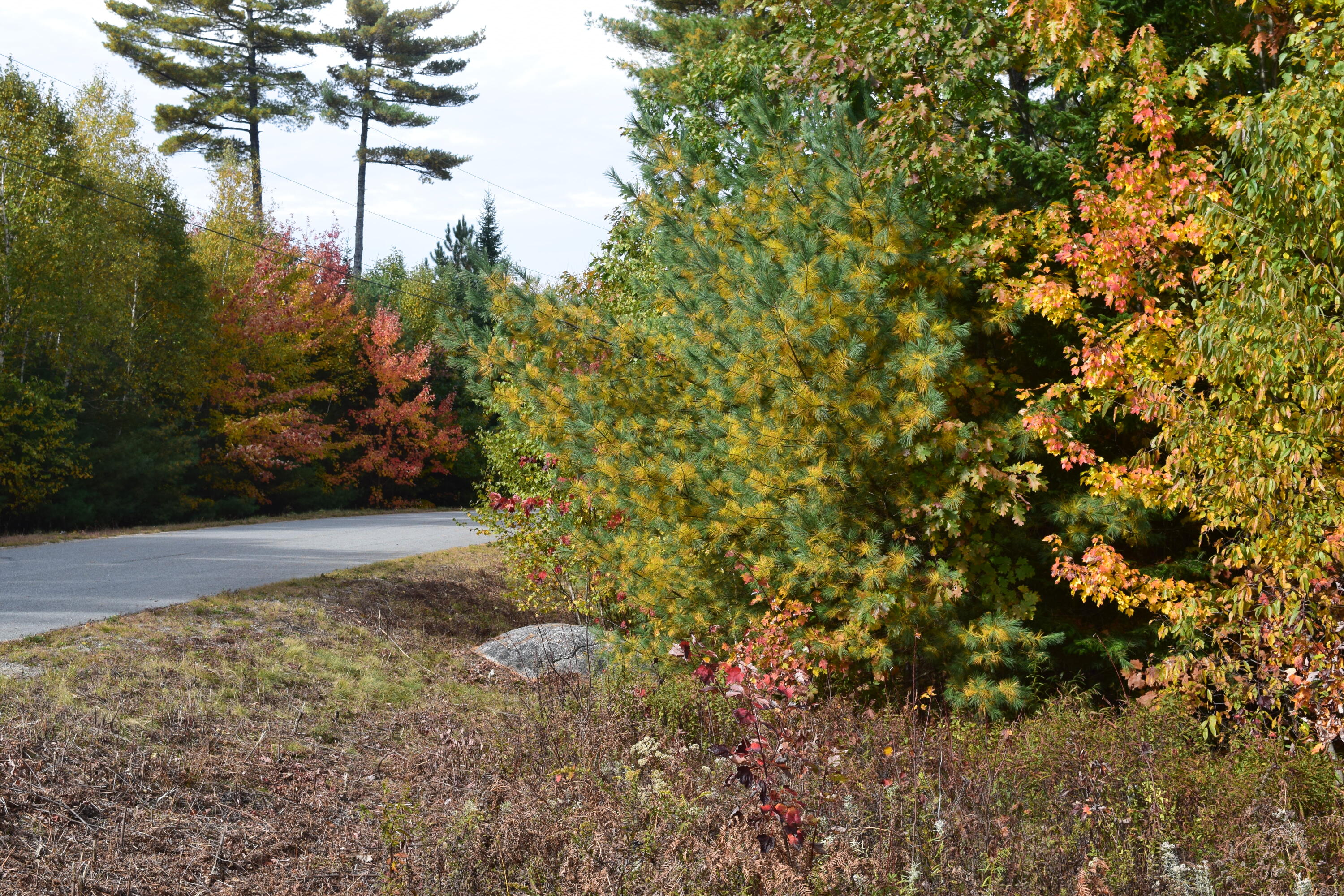 Lot 11 Surry Ridge Surry, ME 04684 - Photo 7 of 14 DSC_0532