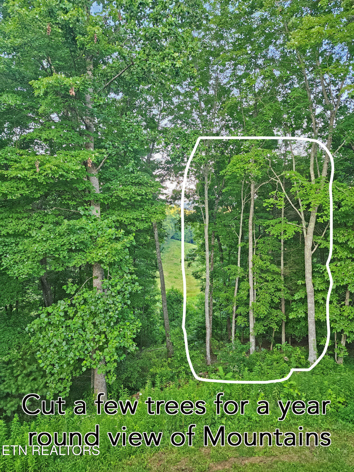 805 Punkton Road Del Rio, TN 37727 - Photo 31 of 53 View from deck
