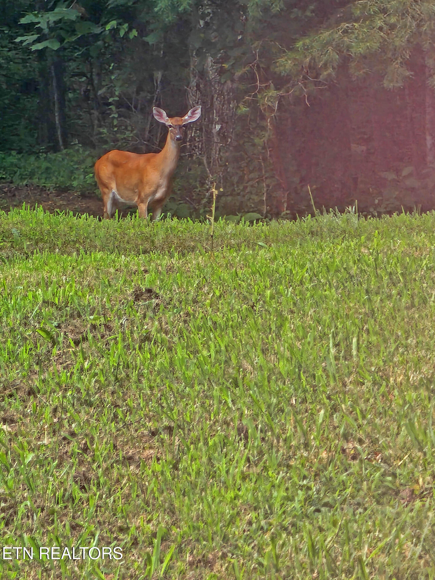 805 Punkton Road Del Rio, TN 37727 - Photo 41 of 53 Jane Doe, a deer