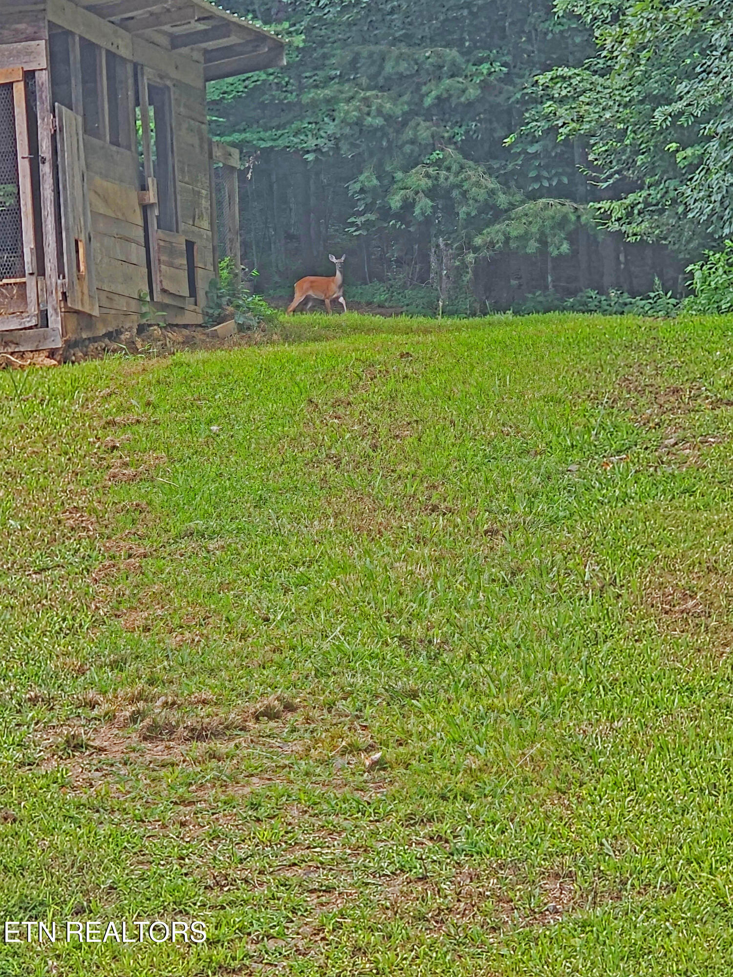805 Punkton Road Del Rio, TN 37727 - Photo 42 of 53 Jane Doe, a deer
