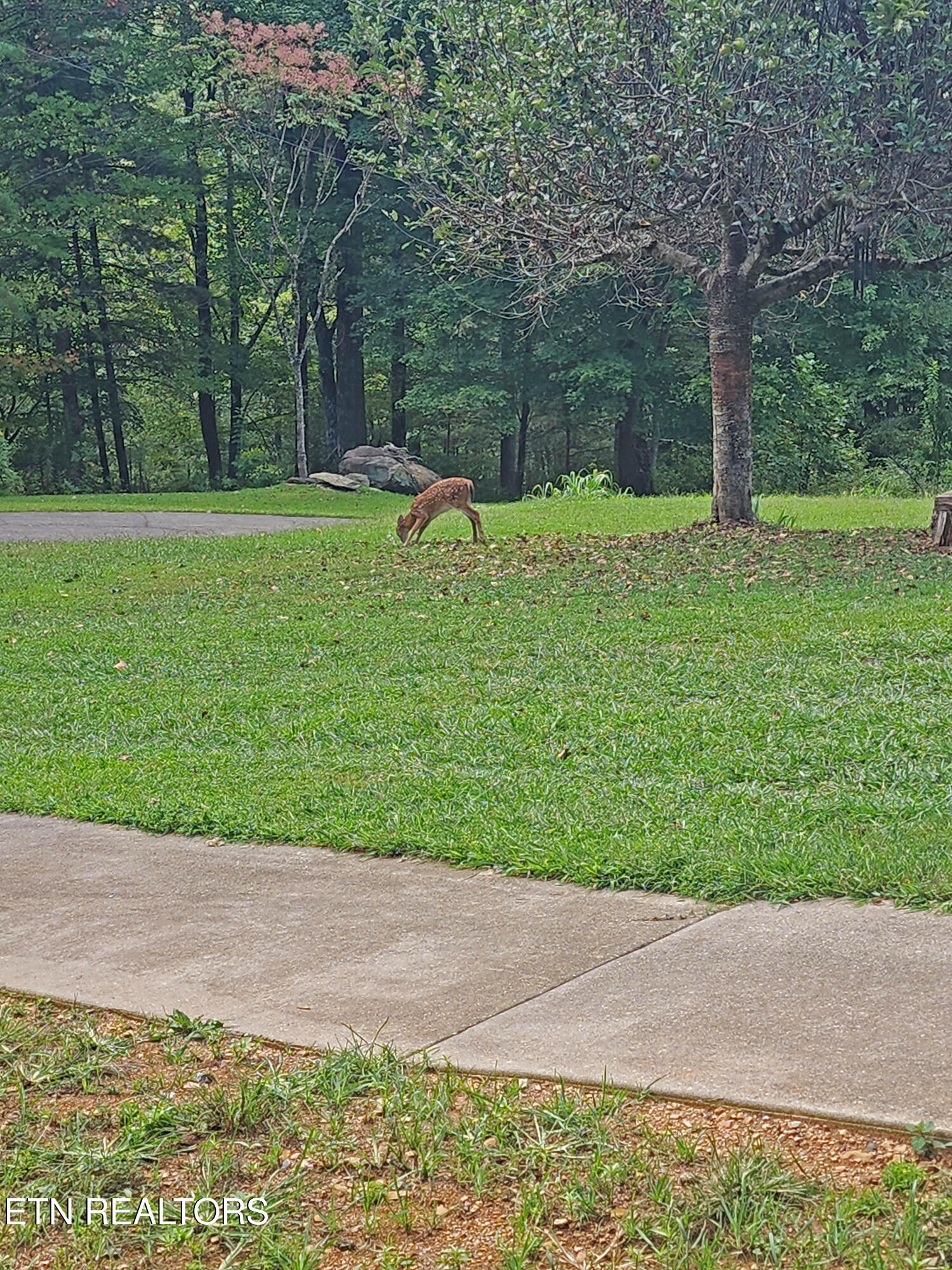 805 Punkton Road Del Rio, TN 37727 - Photo 43 of 53 Baby stretching his legs!