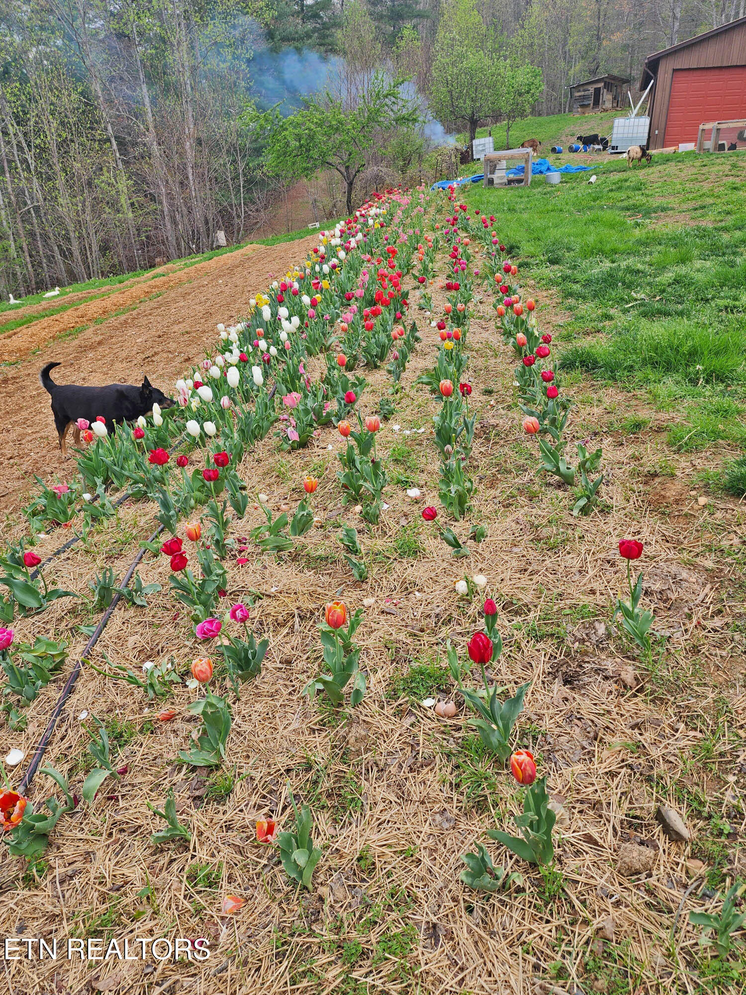 805 Punkton Road Del Rio, TN 37727 - Photo 44 of 53 Perennial Flowers