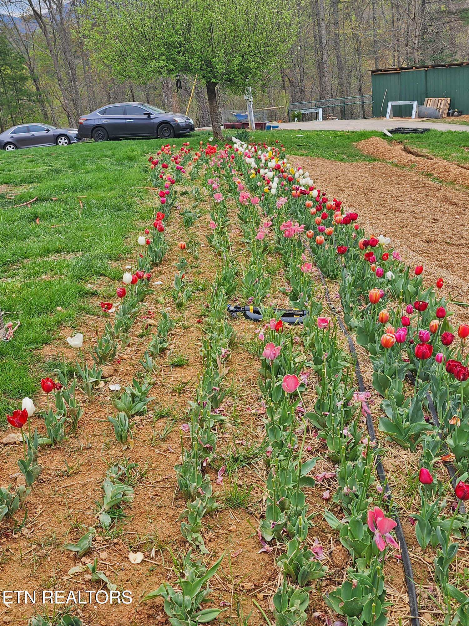805 Punkton Road Del Rio, TN 37727 - Photo 45 of 53 Perennial Flowers