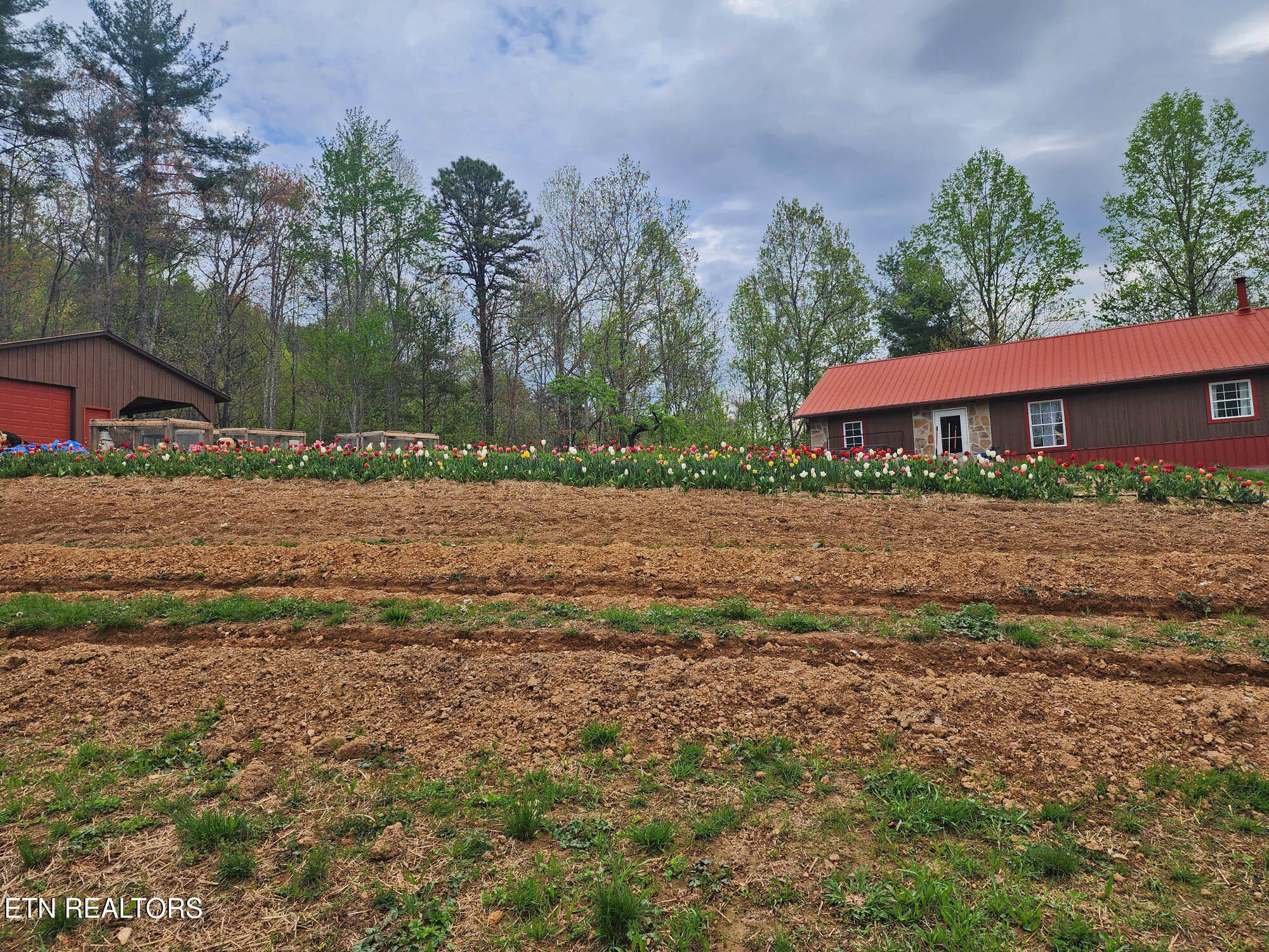 805 Punkton Road Del Rio, TN 37727 - Photo 46 of 53 Perennial Flowers