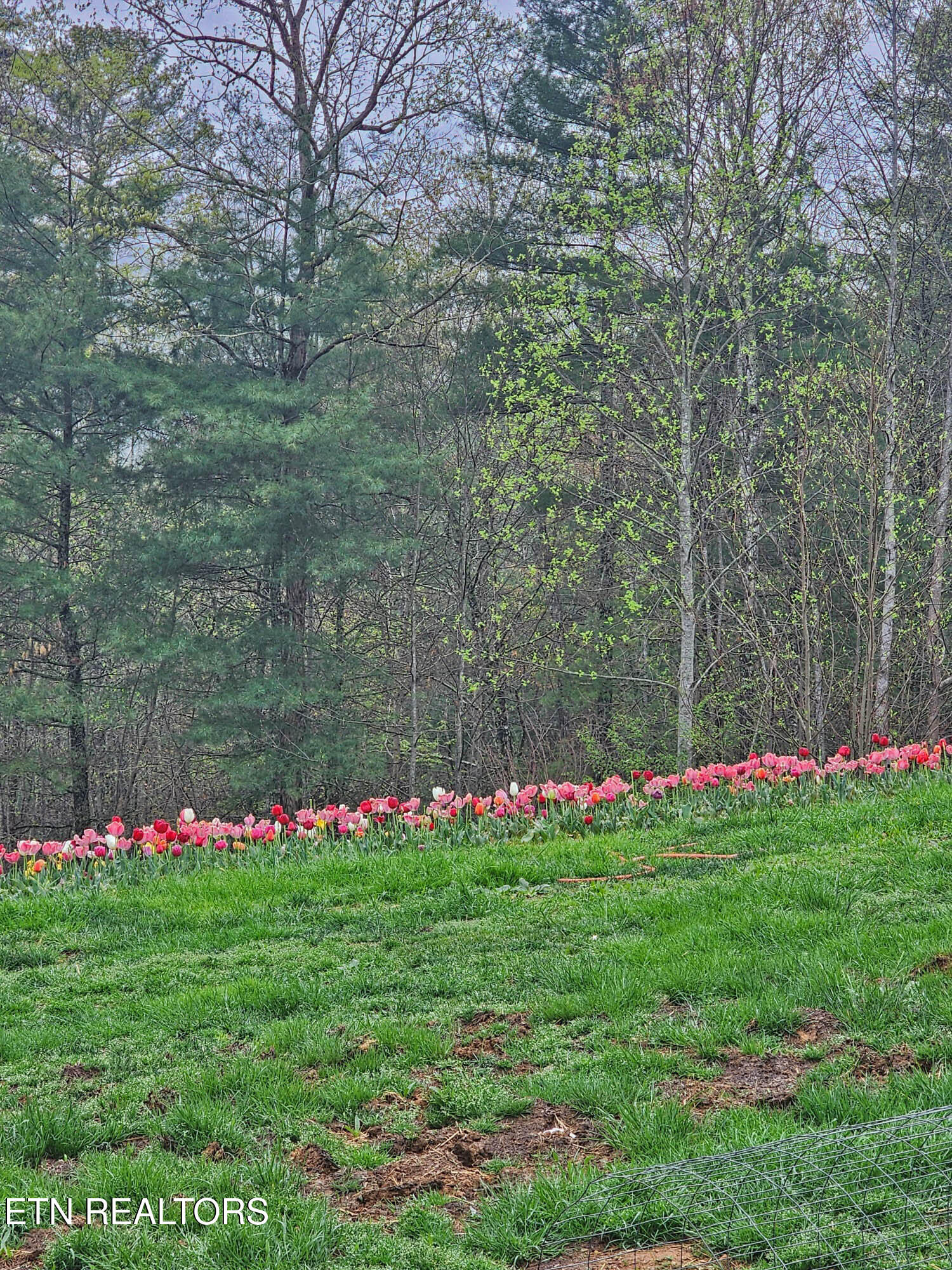 805 Punkton Road Del Rio, TN 37727 - Photo 48 of 53 Perennial Flowers