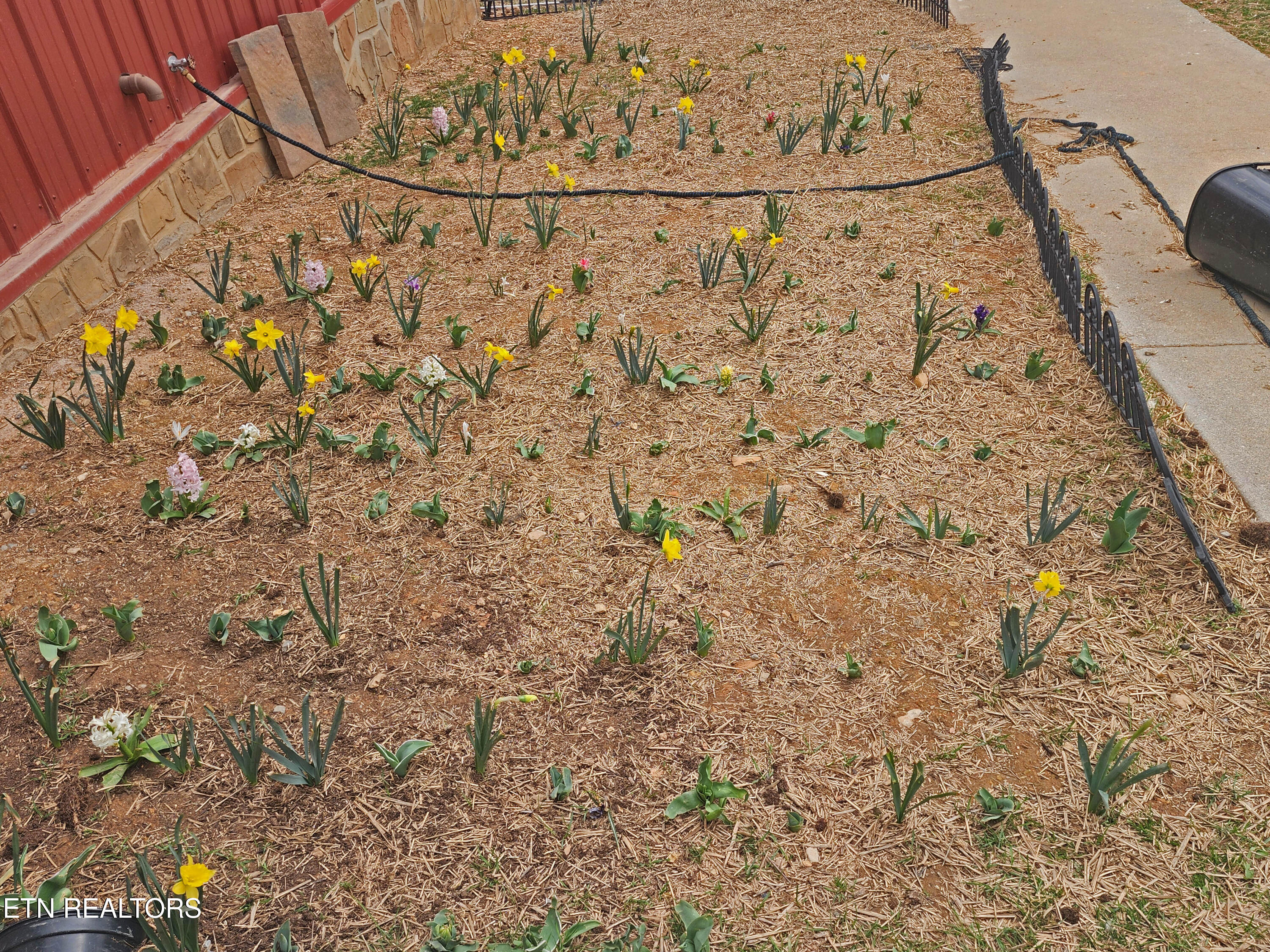 805 Punkton Road Del Rio, TN 37727 - Photo 50 of 53 Perennial Flowers