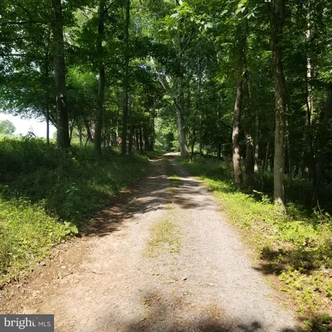 a view of a yard with large trees